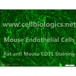 Endothelial Nitric Oxide Synthase Knockout (eNOS KO) Mouse Primary Thymus Endothelial Cells